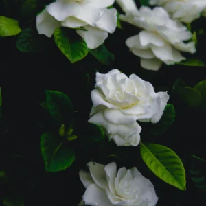 Beyaz Gardenya Mum Esansı