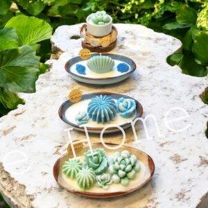 Sukulent Koleksiyonu